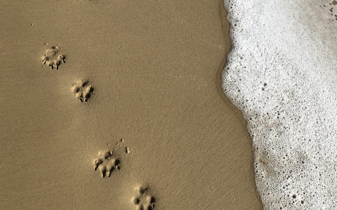paw prints on the beach